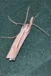 Ancylolomia tentaculella