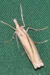 Ancylolomia tentaculella