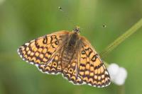 Melitaea cinxia