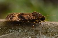 Amphipyra pyramidea