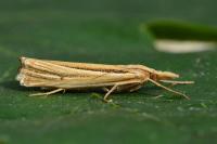 Ancylolomia tentaculella