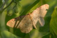 Idaea humiliata