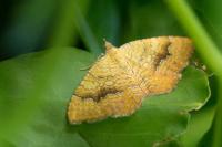 Camptogramma bilineata