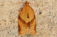 Clepsis consimilana