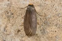 Achroia grisella