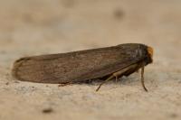 Achroia grisella