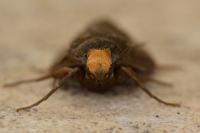 Achroia grisella