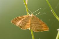 Idaea ochrata