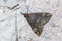 Hypena obsitalis