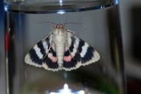 Catocala elocata