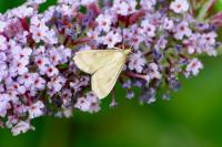 Ostrinia nubilalis