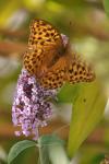 Argynnis paphia