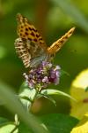 Argynnis paphia