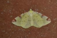 Opisthograptis luteolata