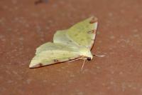 Opisthograptis luteolata