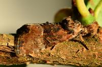 Mesoligia furuncula