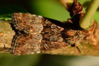 Mesoligia furuncula