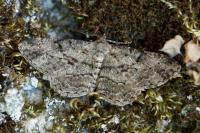 Peribatodes rhomboidaria