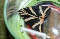 Euplagia quadripunctaria