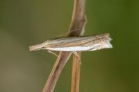 Crambus pascuella