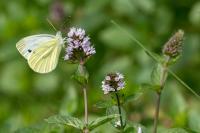 Pieris napi