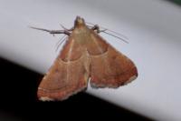 Endotricha flammealis