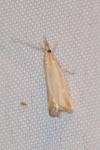 Agriphila straminella