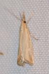 Agriphila straminella