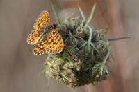 Boloria dia