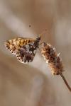 Boloria dia
