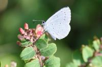 Celastrina argiolus