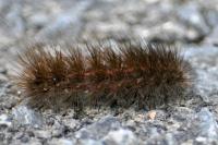Spilosoma lubricipeda
