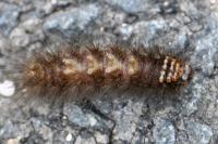 Spilosoma lubricipeda