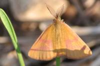 Lythria purpuraria