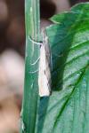 Agriphila inquinatella