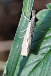 Agriphila inquinatella