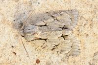 Acronicta