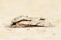 Acronicta