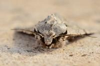 Acronicta