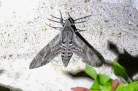 Agrius convolvuli