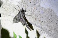 Agrius convolvuli