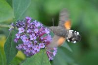 Macroglossum stellatarum