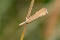 Agriphila straminella