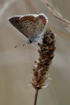Aricia agestis