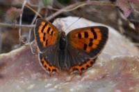 Lycaena phlaeas