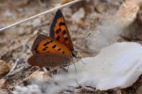 Lycaena phlaeas