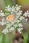 Coenonympha pamphilus