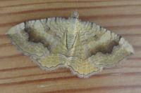 Camptogramma bilineata