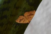 Camptogramma bilineata