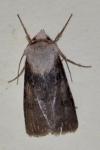 Agrotis puta